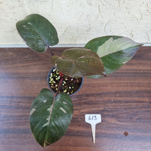 #613 Philodendron Pink Princess