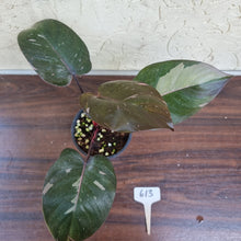 Load image into Gallery viewer, #613 Philodendron Pink Princess