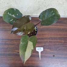 Load image into Gallery viewer, #613 Philodendron Pink Princess