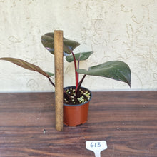 Load image into Gallery viewer, #613 Philodendron Pink Princess