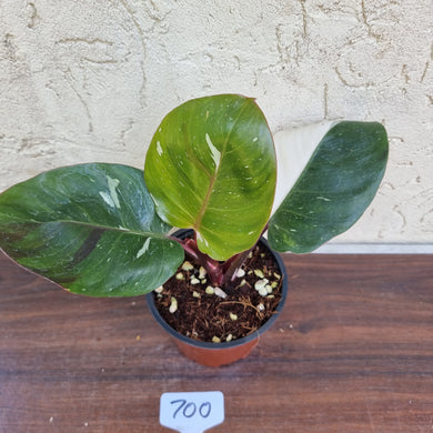 #700 Philodendron White Knight