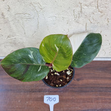 Load image into Gallery viewer, #700 Philodendron White Knight
