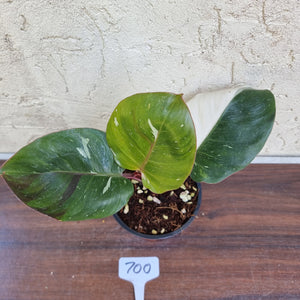 #700 Philodendron White Knight