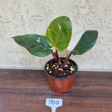 Load image into Gallery viewer, #700 Philodendron White Knight