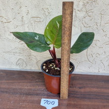 Load image into Gallery viewer, #700 Philodendron White Knight