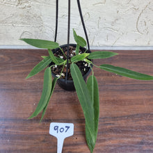Load image into Gallery viewer, #907 Anthurium Pallidiflorum - Multiple heads