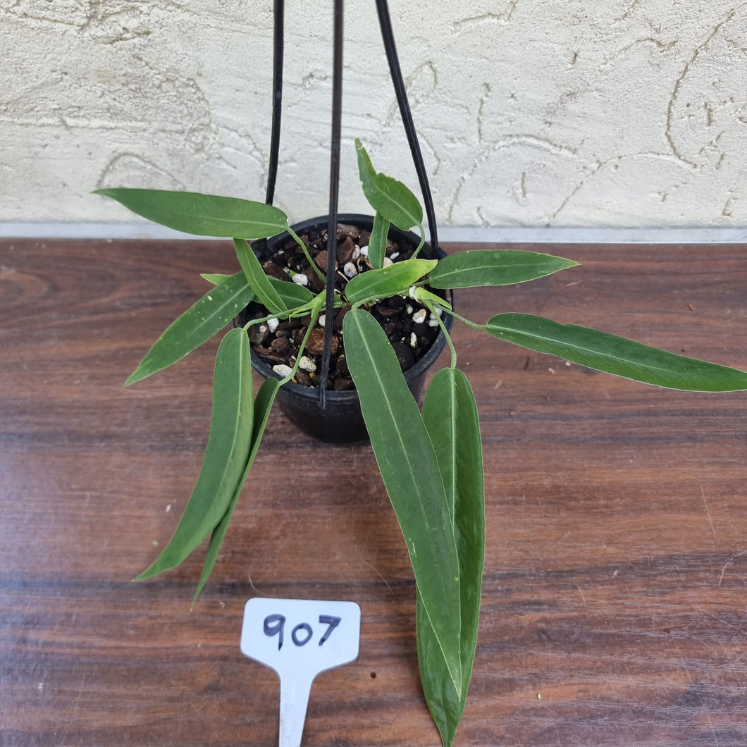 #907 Anthurium Pallidiflorum - Multiple heads