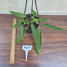 Load image into Gallery viewer, #907 Anthurium Pallidiflorum - Multiple heads
