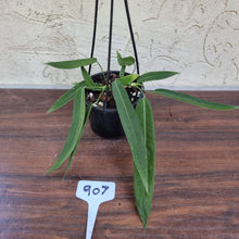 Load image into Gallery viewer, #907 Anthurium Pallidiflorum - Multiple heads