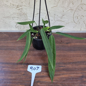 #907 Anthurium Pallidiflorum - Multiple heads