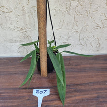 Load image into Gallery viewer, #907 Anthurium Pallidiflorum - Multiple heads