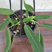 Load image into Gallery viewer, #907 Anthurium Pallidiflorum - Multiple heads