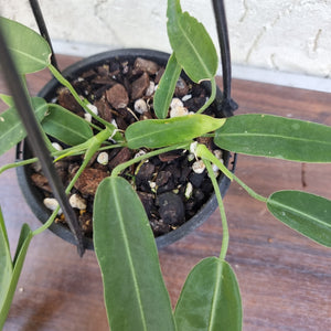 #907 Anthurium Pallidiflorum - Multiple heads