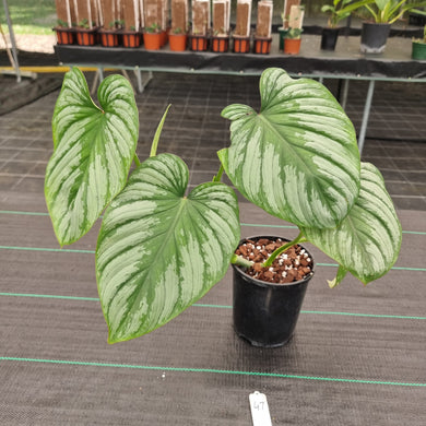 #47 Philodendron Silver Cloud