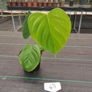 #63 Philodendron Eximium