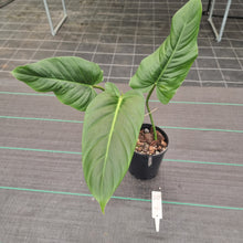Load image into Gallery viewer, #20 Philodendron Subhastatum