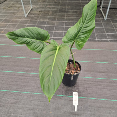 #20 Philodendron Subhastatum