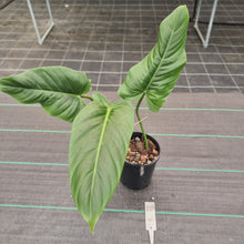 Load image into Gallery viewer, #20 Philodendron Subhastatum
