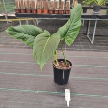 Load image into Gallery viewer, #20 Philodendron Subhastatum