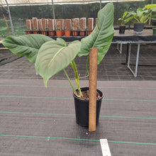 Load image into Gallery viewer, #20 Philodendron Subhastatum