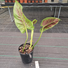 Load image into Gallery viewer, #20 Philodendron Subhastatum