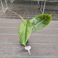 Load image into Gallery viewer, #608 Philodendron Subhastatum
