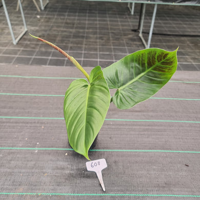 #608 Philodendron Subhastatum