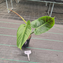 Load image into Gallery viewer, #608 Philodendron Subhastatum