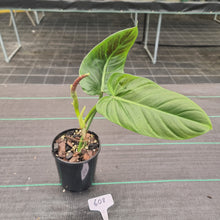 Load image into Gallery viewer, #608 Philodendron Subhastatum