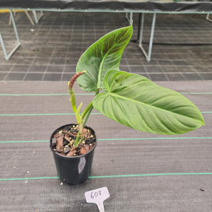 #608 Philodendron Subhastatum