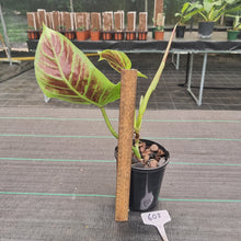 Load image into Gallery viewer, #608 Philodendron Subhastatum
