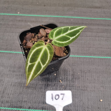 #107 Dark Anthurium Crystallinum x