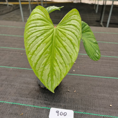 #900 Philodendron Silver Cloud
