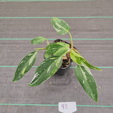 #92 Philodendron White Princess - 2 x heads