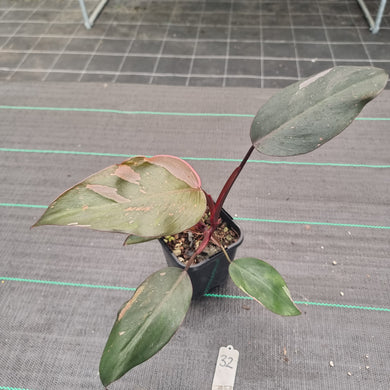 #32 Philodendron Pink Princess