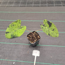 Load image into Gallery viewer, #100 Colocasia Mojito BULB
