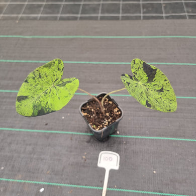 #100 Colocasia Mojito BULB