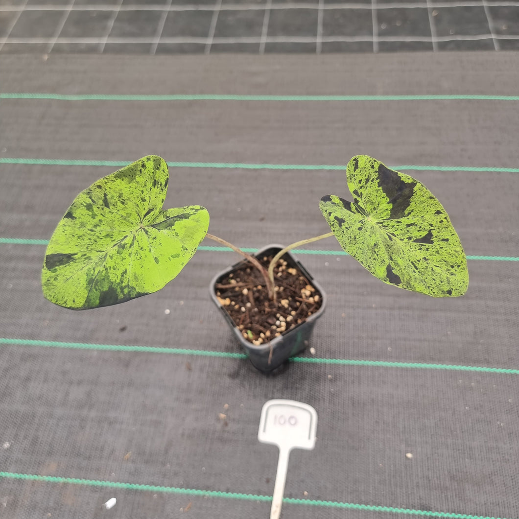 #100 Colocasia Mojito BULB
