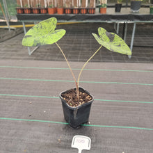 Load image into Gallery viewer, #100 Colocasia Mojito BULB