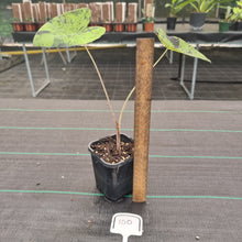 Load image into Gallery viewer, #100 Colocasia Mojito BULB