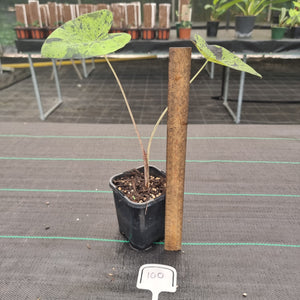 #100 Colocasia Mojito BULB