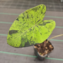 Load image into Gallery viewer, #100 Colocasia Mojito BULB