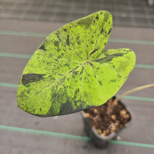 #100 Colocasia Mojito BULB