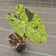 Load image into Gallery viewer, #100 Colocasia Mojito BULB