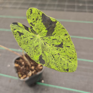 #100 Colocasia Mojito BULB