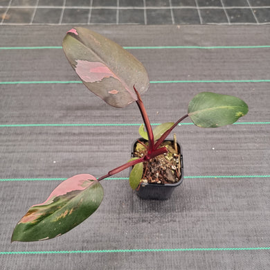 #71 Philodendron Pink Princess