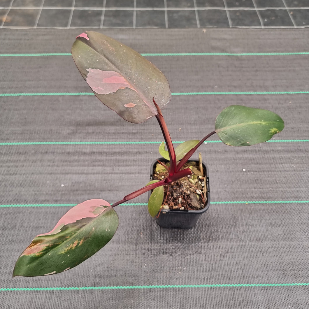 #71 Philodendron Pink Princess