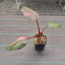 Load image into Gallery viewer, #71 Philodendron Pink Princess
