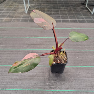#71 Philodendron Pink Princess
