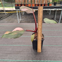 Load image into Gallery viewer, #71 Philodendron Pink Princess